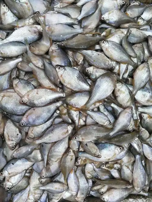 印度羽超联赛科尔丁打破李宗伟杀球纪录时速达426公里