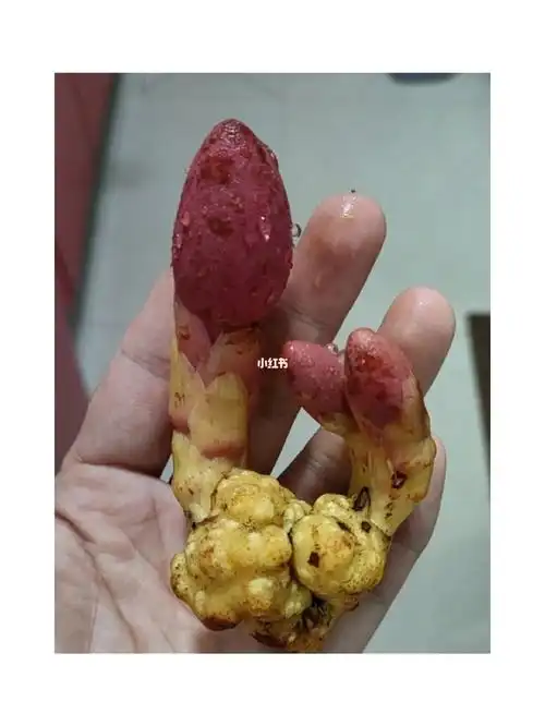 回春草又叫鹿仙草