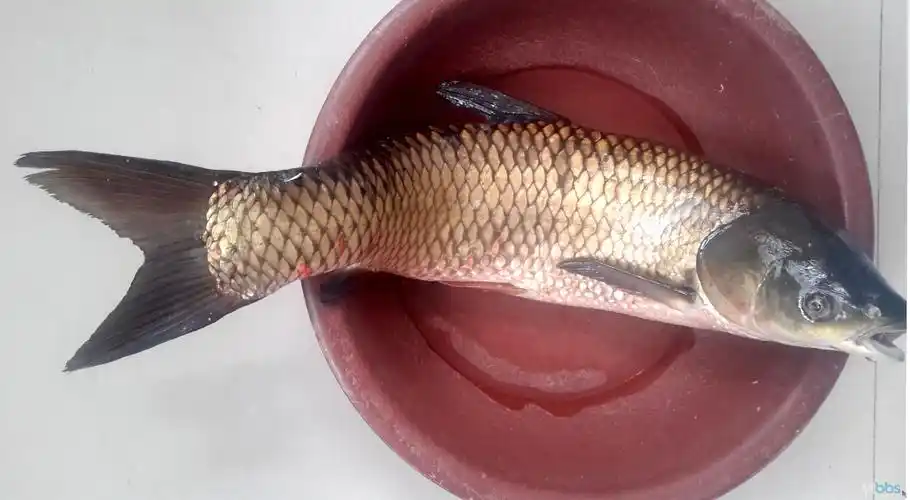 69 『钓鱼吧』 69 生活如水——爽钓草鲫  鲫鱼送朋友,草鱼回家