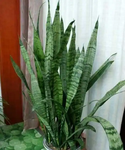 虎皮兰图片大全(虎皮兰图片大全大图)