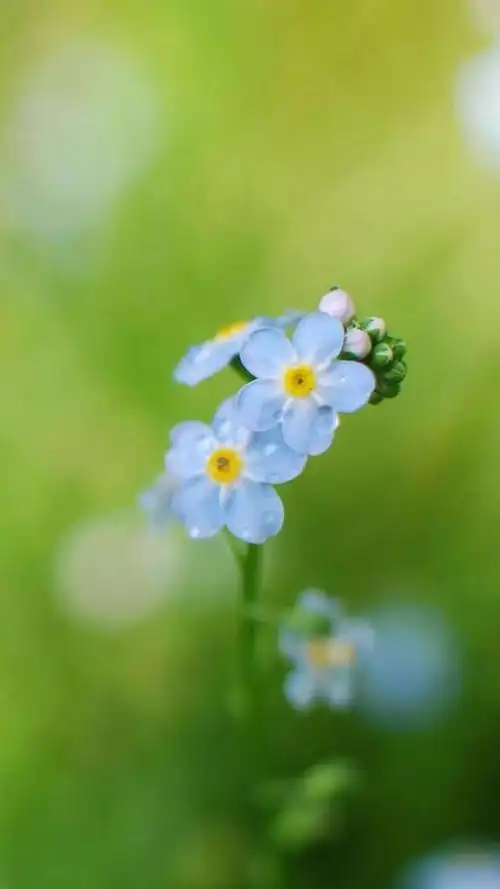 好养眼的唯美清新小花朵_网易订阅