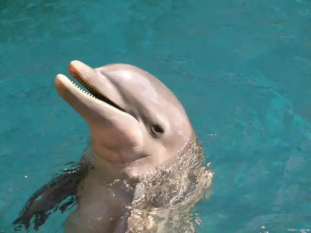 当人们谈论海豚时,通常指的是齿鲸目(odontoceti)海豚科(delphinidae)