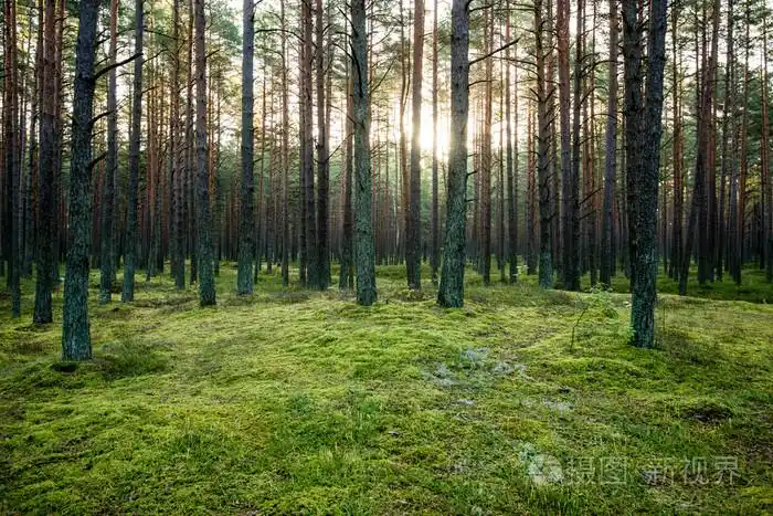 雾的早晨,在树林里.森林的树干
