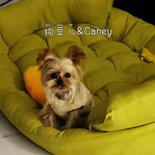 约克夏狗豆儿的米奇耳终于实现了