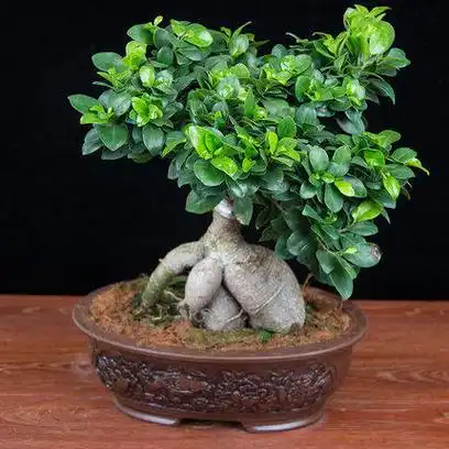 榕树盆景造型(榕树盆景造型制作方法)