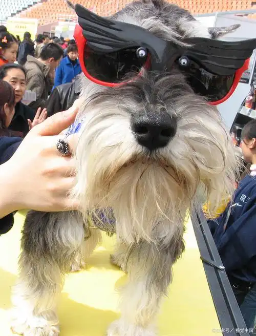 什么狗掉毛少又聪明又好养