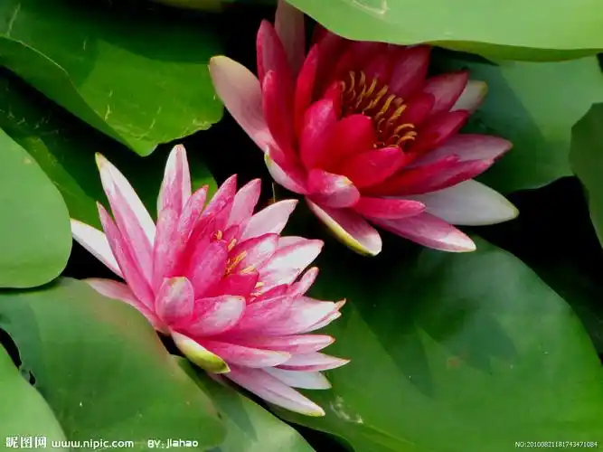 两朵水莲花图片
