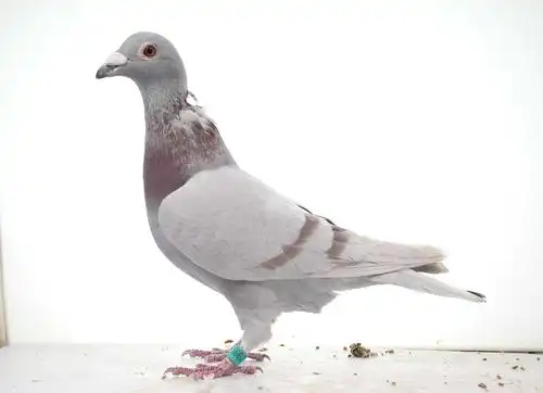 北京晶宇赛鸽 - 中信网铭鸽展厅 www.ag188.com