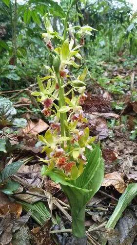 这是我山上采的虾脊兰