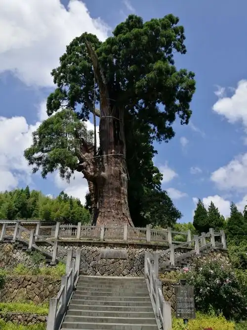 中国柳杉王,树龄1500年以上