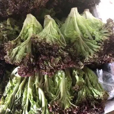 上海金山区紫叶生菜价格行情走势 - 一亩田