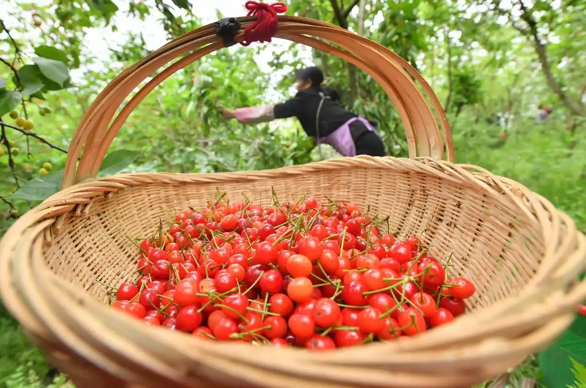 贵州安顺:甜咪完的镇宁樱桃熟了