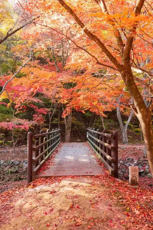 秋日盛宴,红叶飘香——畅游北京香山公园