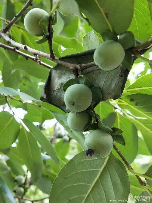 君迁子,君迁子,不要叫人家小名啦!