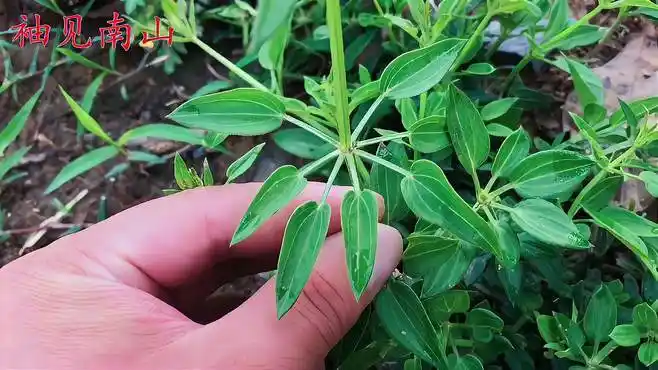 茜草又称"鸿茅",别名血见愁,好多人不知它的珍贵,拿回家煮水-三农视频