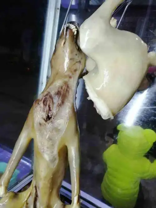 客路白切狗(蔡兆山店)-"垃圾,找不到店在哪,看来关门大吉了.