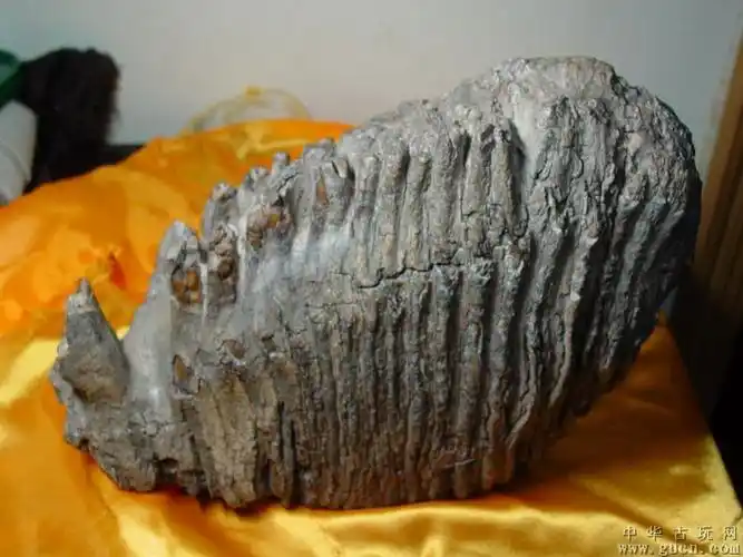 猛犸象牙化石 - 中华古玩网 - 古董收藏,古玩收