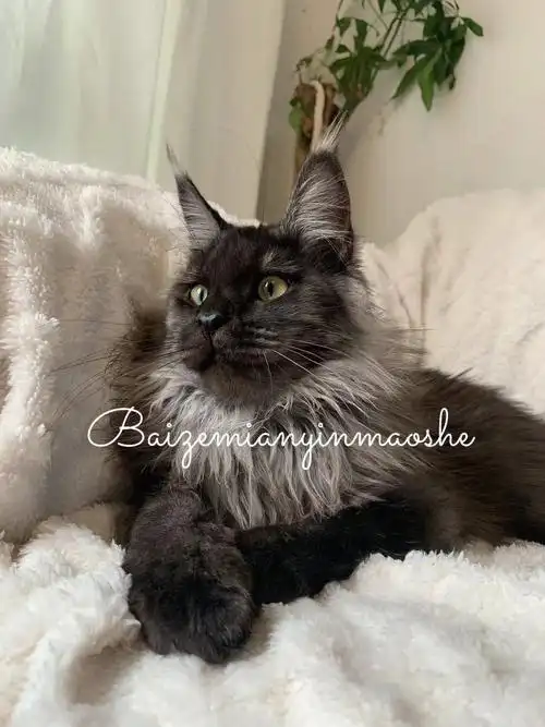 五个月[doge]疫苗:齐全[doge]性格:胆大 爱贴贴 比较粘人#成都缅因猫