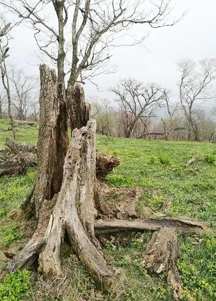 走进四方顶风景区 探寻"枯木天堂"之美