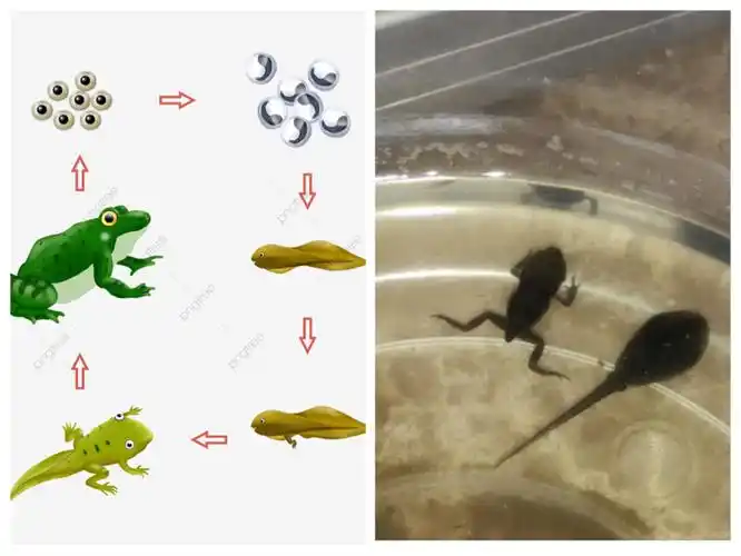 小蝌蚪的美丽蜕变