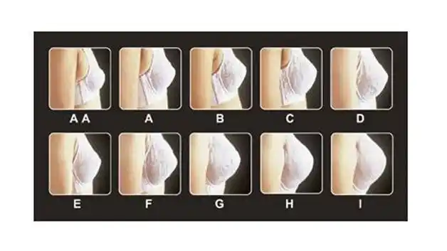 罩杯abcd是什么意思