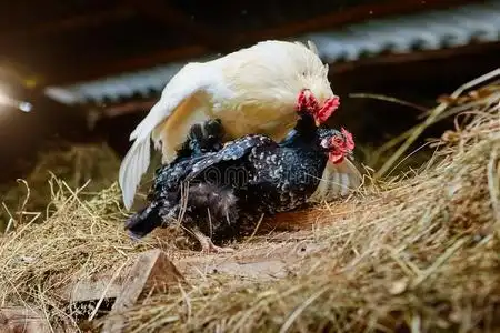 男人小鸡对女鸡图片