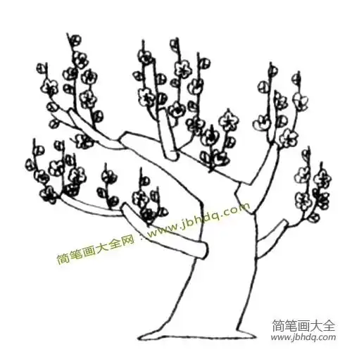 盛开的梅树简笔画教程