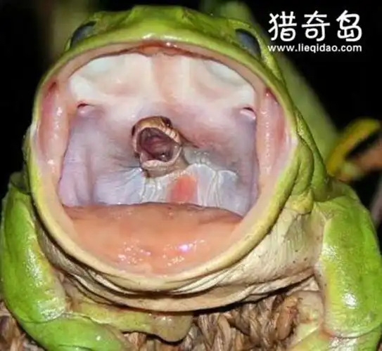 福岛变异生物图片,变异的生物满大街的乱跑(小心核辐射)_爆家料