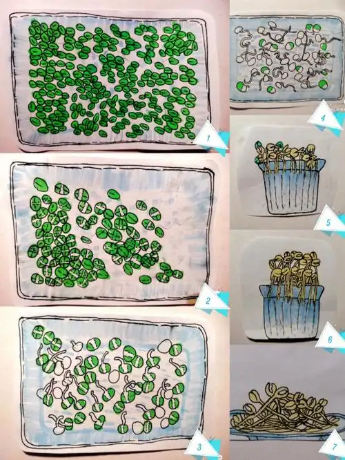 手绘绿豆发芽记