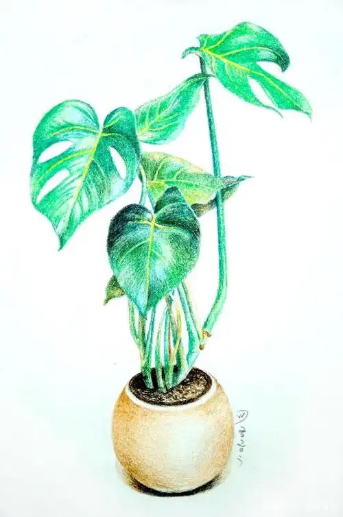 孩子学画教程参考,彩铅小习作之龟背竹绘画步骤