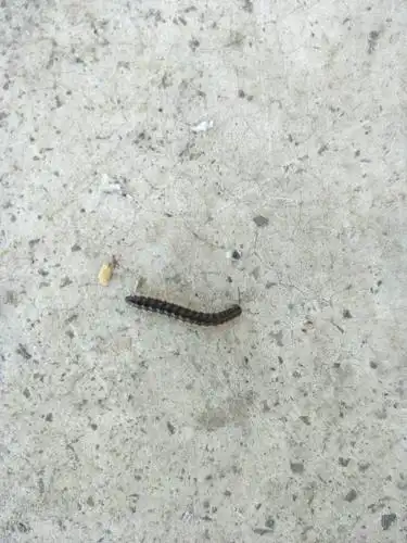 万能的百度,请问这种千足虫全名叫什么,还有它的详细资料.