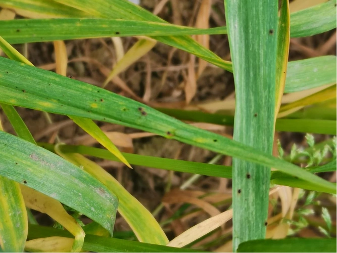 汉中:小麦拔节期病虫害发生与防治