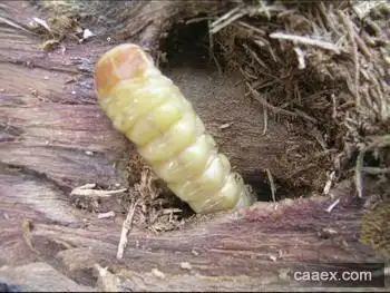 核桃树干里边有虫,木屑掉下后树干流水,树叶变黄掉落,用什么办法有效
