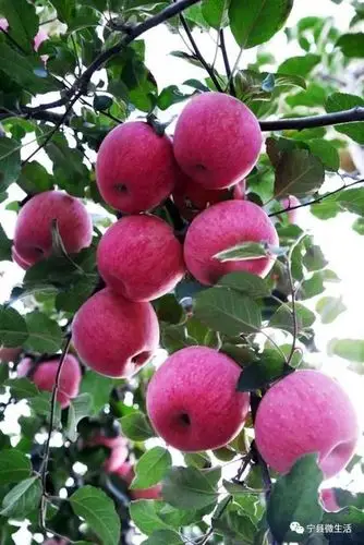 2,出示水果成熟的图片,普及几种秋季常见的水果在树上成熟时的样子.