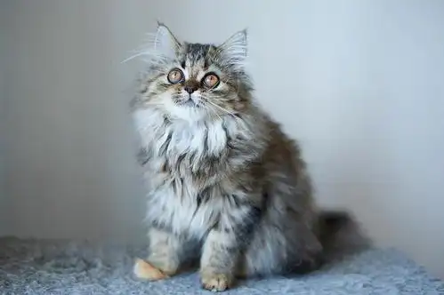 cfa苏格兰高地折耳/立耳 找家长