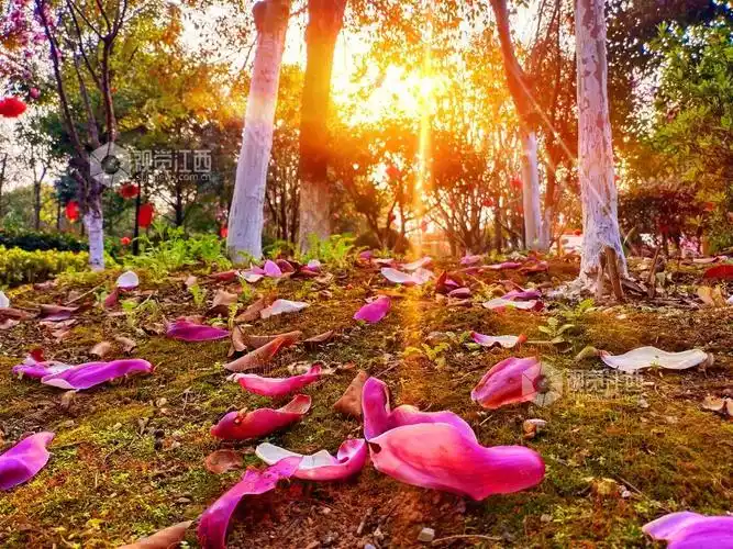 江西安福林区现落红花瓣铺满地