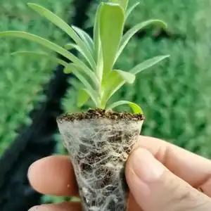 满天星花苗伊洛斯鲜切花小苗盆栽夏别墅庭院园林绿化用好养活花卉