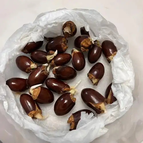 我的荔枝核发芽啦