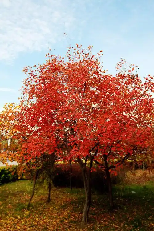 黄栌是我国重要的观赏红叶树种,叶片秋季变红,鲜艳夺目,著名的