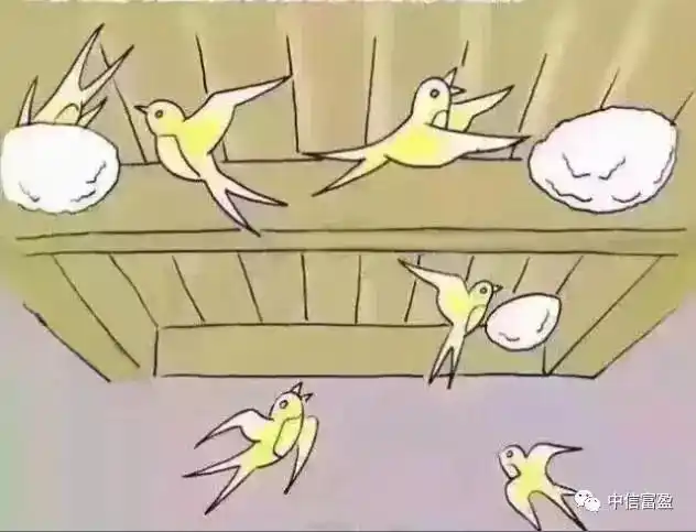 这一对金丝燕子重新再筑窝,同时这两只小金丝燕兄弟各自带了爱人回家