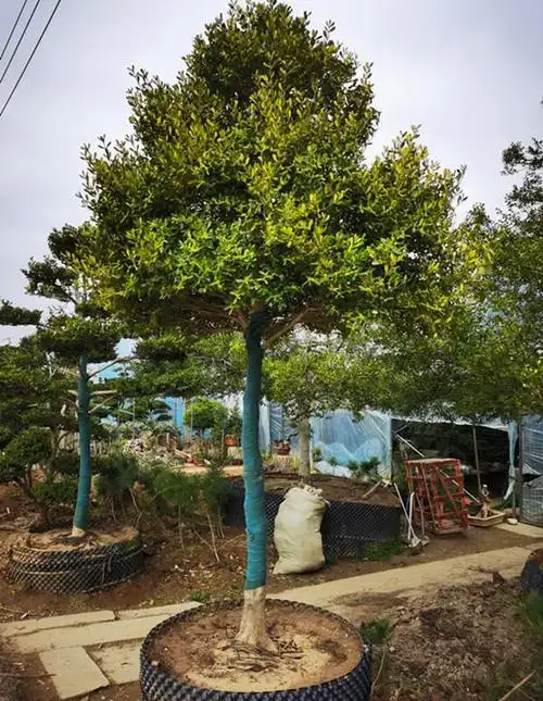 黄杨价格小叶黄杨价格瓜子黄杨价格黄杨树价格