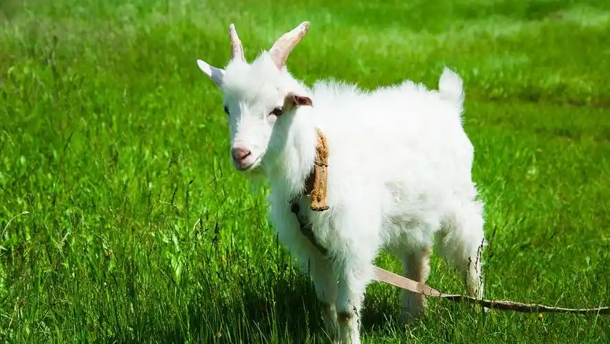 白山羊介绍及图片