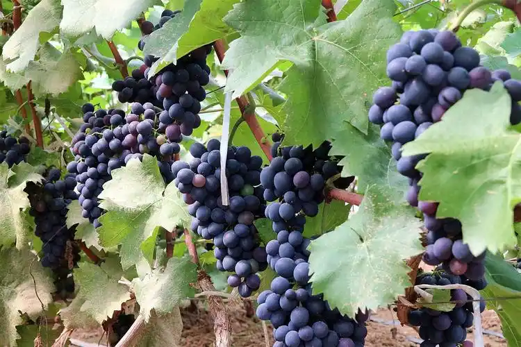 海泽田绿色果蔬展示—摩尔多瓦葡萄