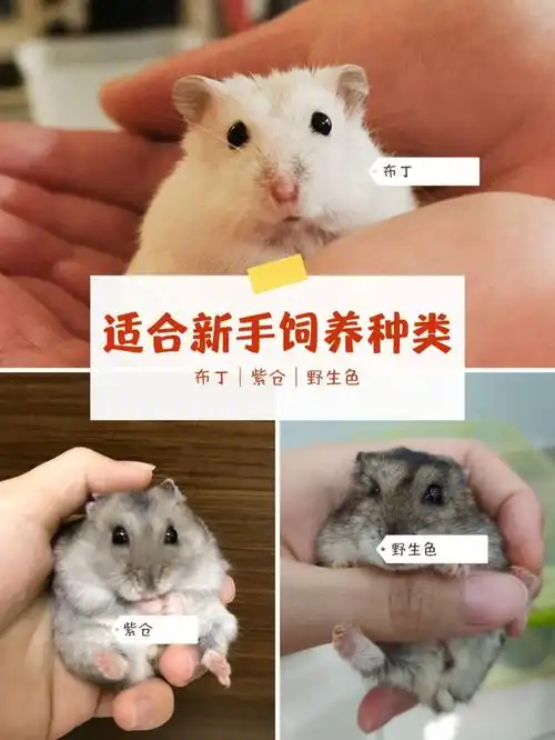 哈~首先仓鼠的种类有很多,其中最适合新手饲养的仓鼠就是侏儒仓鼠啦!