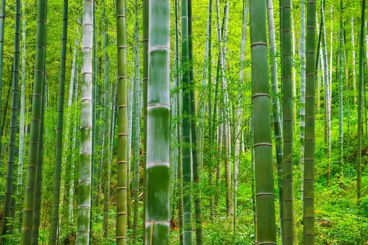 旅游风景竹子竹林缆车背景图片