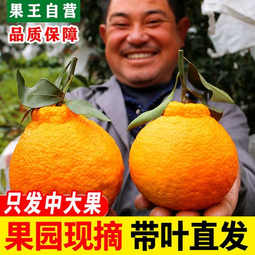 寒冷地区四川不知火丑橘丑柑脆甜不上火新鲜水果丑八怪橘子多规格