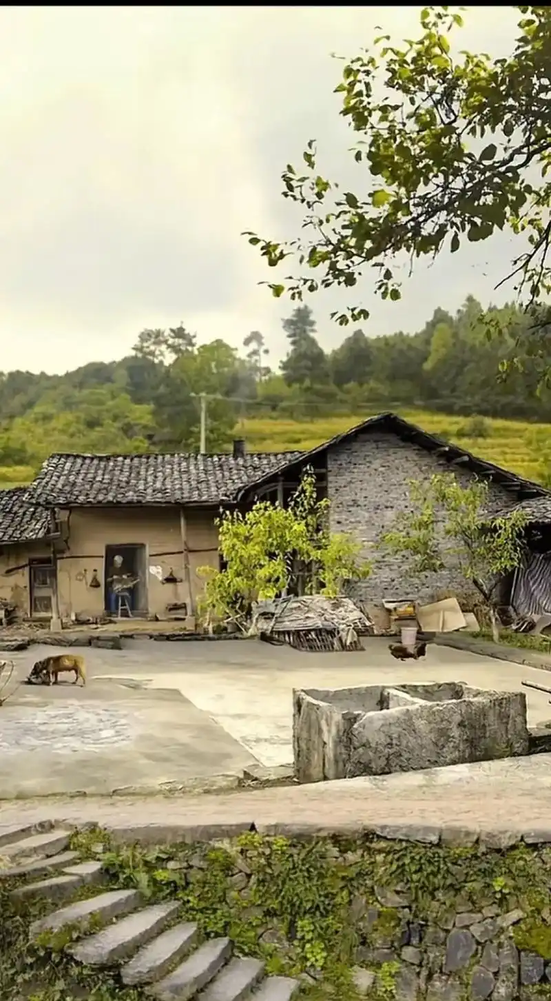 深山老林,绿意盎然,阳光透过树梢,洒下斑驳的光影