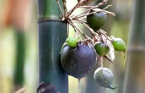 原来竹子也有果实还很美味