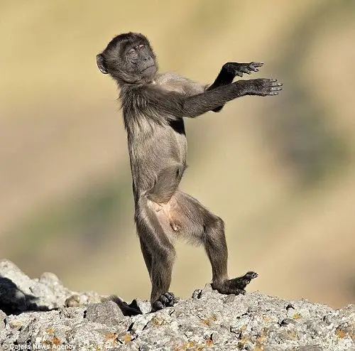 这只狒狒"模仿"起了埃及舞的动作