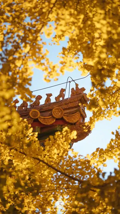 故宫博物馆 银杏 红墙 - 堆糖,美图壁纸兴趣社区